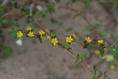 Triumfetta rhomboidea